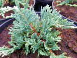 Jałowiec 'Juniperus' Acblue /2Letni