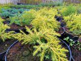 Jałowiec 'Juniperus' Golden Kissen /2Letni