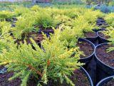 Jałowiec 'Juniperus' Golden Joy /2Letni