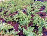 Jałowiec 'Juniperus' Schlager /2Letni