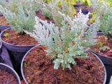 Jałowiec 'Juniperus' Blue Chip /2Letni