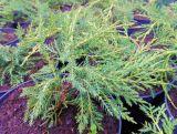 Jałowiec 'Juniperus' Old Gold  /2Letni