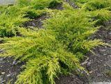 Jałowiec 'Juniperus' Golden Kissen /3Letni