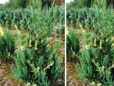Jałowiec 'Juniperus' Stricta Variegata