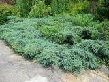 Jałowiec 'Juniperus' Mint Jump /3Letni