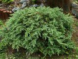 Jałowiec 'Juniperus' Schlager /3Letni