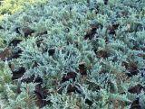 Jałowiec 'Juniperus' Blue Chip /3Letni