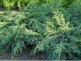 Jałowiec 'Juniperus' Blue Spider /3Letni
