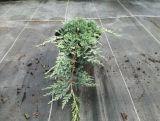 Jałowiec 'Juniperus' Acblue