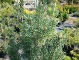 Sosna 'Pinus' Moseri