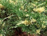 Jałowiec 'Juniperus' Expansa Variegata