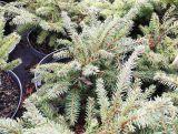 Świerk Gniazdkowy 'Picea Abies' Nidiformis