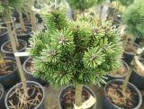 Sosna Szczepiona 'Pinus mugo' Szorty