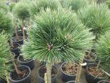 Sosna Szczepiona 'Pinus nigra' Hubert