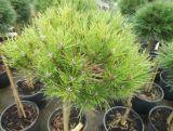 Sosna Szczepiona 'Pinus nigra' Bayo