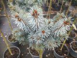 Świerk Szczepiony 'Picea' Nana