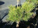 Kosodrzewina Szczepiona Na Pniu 'Pinus mugo'