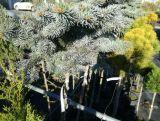 Świerk Szczepiony 'Picea' Srebrny