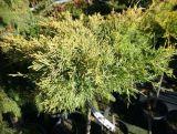 Jałowiec Płożący Szczepiony Na Pniu 'Juniperus' King Od Spring