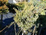 Jałowiec Płożący Szczepiony Na Pniu 'Juniperus' Dream Joy