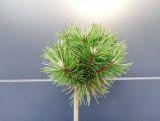 Sosna Szczepiona 50cm. 'Pinus mugo' Benjamin