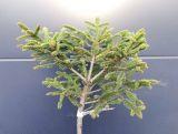 Świerk Szczepiony 'Picea abies' Compacta 50cm.