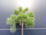 Sosna Szczepiona 50cm. 'Pinus L.' Schmiditi