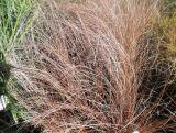 Turzyca 'Carex' Red Rooster