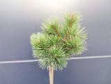 Sosna Szczepiona 50cm. 'Pinus mugo' Kosodrzewina