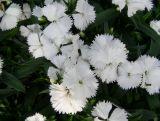 Goździk 'Dianthus' White Biały