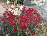 Goździk 'Dianthus' Czerwony