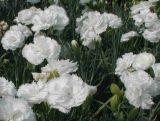 Goździk 'Dianthus' Biały