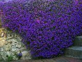 Żagwin 'Aubrieta cultorum'