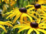 Rudbekia 'Rudbeckia'Goldsturm