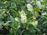 Laurowiśnia wschodnia 'Prunus laurocerasus' Rorundifolia